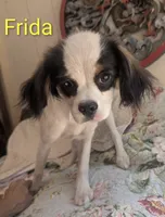 California Frida, a female Cavalier King Charles Spaniel and Japanese Chin for sale in Arroyo Grande, CA – 4 of 9
