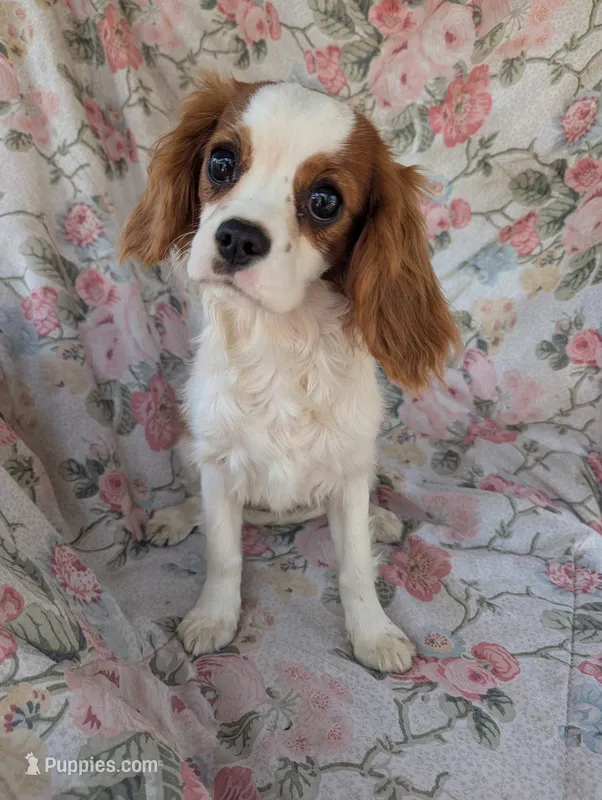 California/Oregon Sally – Cavalier King Charles Spaniel puppy for sale in Arroyo Grande, CA