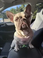 Tinny, a female French Bulldog for sale in Burbank, CA – Photo 2 of 3