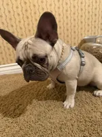 Tinny, a female French Bulldog for sale in Burbank, CA – Photo 3 of 3