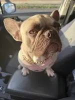 Tinny, a female French Bulldog for sale in Burbank, CA – Photo 1 of 3