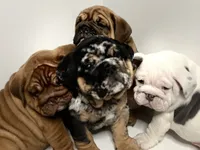 processed/28f69238-c3be-49b3-8953-c2e6718257ef/listing/264fb9e5-22fa-4d47-ac8d-9b57bc247475/b6ba3087-2378-48c5-84f0-2572e5bf7ecc