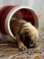 processed/28f69238-c3be-49b3-8953-c2e6718257ef/listing/49dcf56f-65bb-4080-b1cf-865cb71bc19e/52d2a6ba-118c-4dd3-8878-2bdc18b12e3a