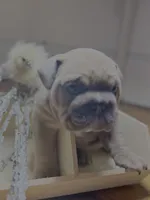 processed/28f69238-c3be-49b3-8953-c2e6718257ef/listing/49dcf56f-65bb-4080-b1cf-865cb71bc19e/649d71c9-e4bb-4d67-854e-345686d9f18e