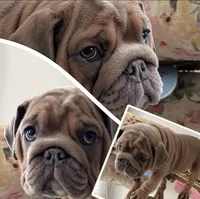 processed/28f69238-c3be-49b3-8953-c2e6718257ef/listing/49dcf56f-65bb-4080-b1cf-865cb71bc19e/c8e8e5ca-8426-4d78-951a-4fd5fd5f9bc1