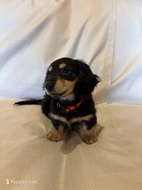 AKC Miss Red – Miniature Dachshund puppy for sale in Buchanan, GA