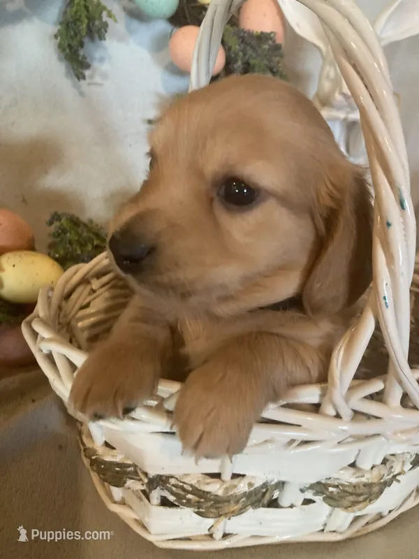 Easter Pup! - AKC Mr. Blue – Miniature Dachshund puppy for sale in Buchanan, GA