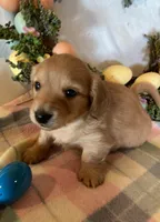 Easter Pup! - AKC Mr. Blue, a male Miniature Dachshund for sale in Buchanan, GA – Photo 4 of 6
