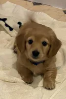 Easter Pup! - AKC Mr. Blue, a male Miniature Dachshund for sale in Buchanan, GA – Photo 3 of 6