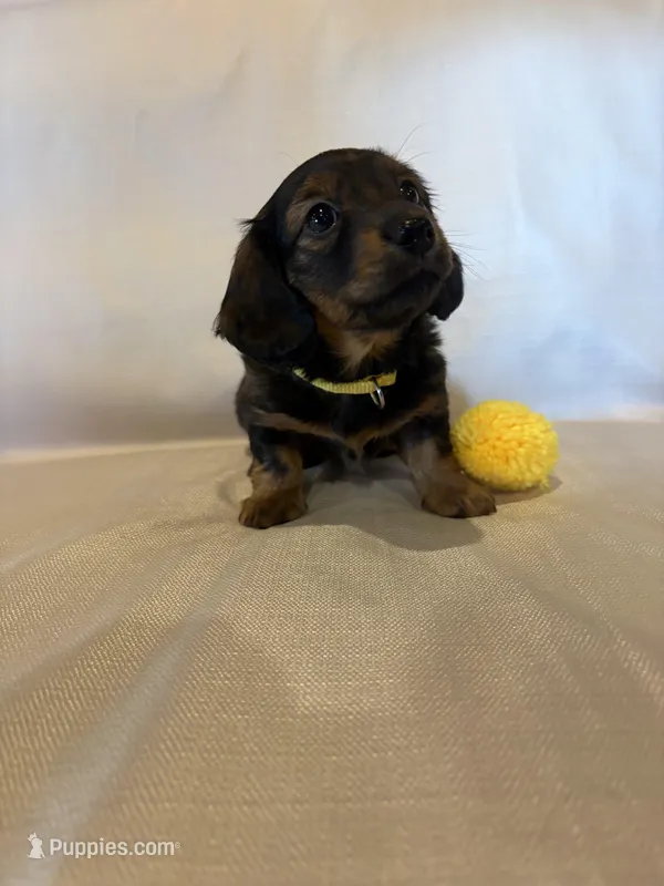 AKC Miss Yellow, a female Miniature Dachshund for sale in Buchanan, GA – Photo 1 of 5
