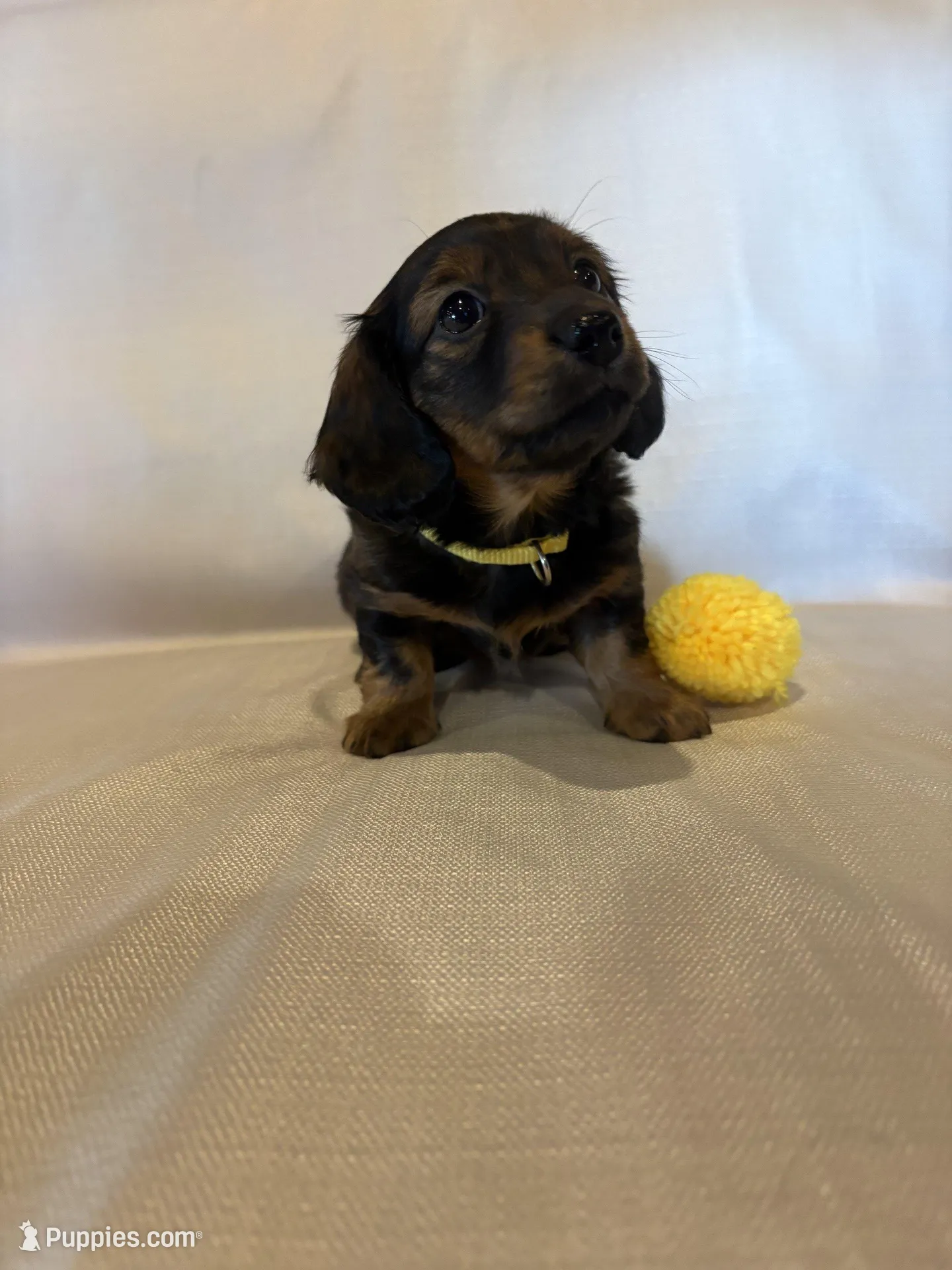 AKC Miss Yellow, a female Miniature Dachshund for sale in Buchanan, GA – Photo 1 of 5