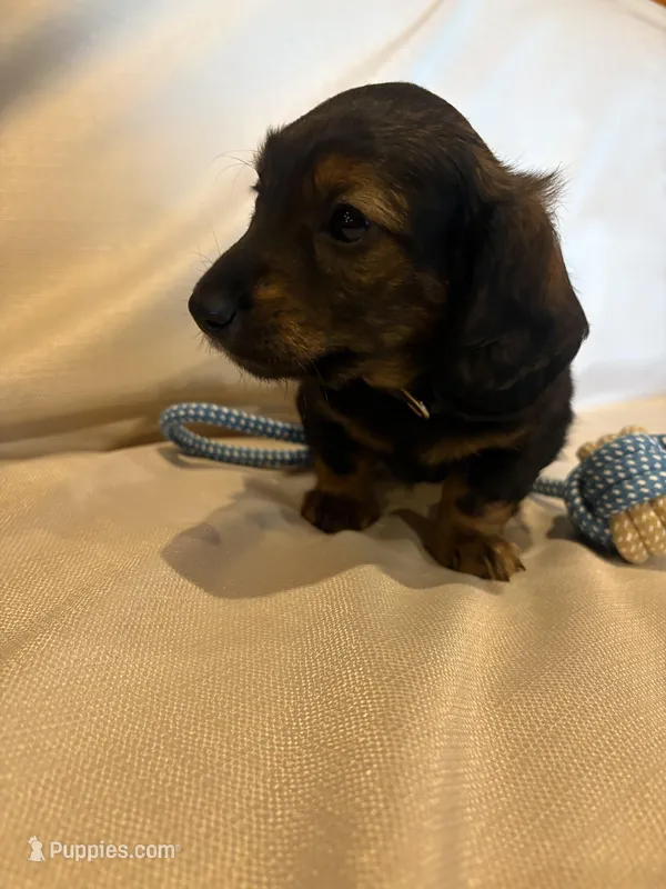 AKC Shaded Red Male – Miniature Dachshund puppy for sale in Buchanan, GA