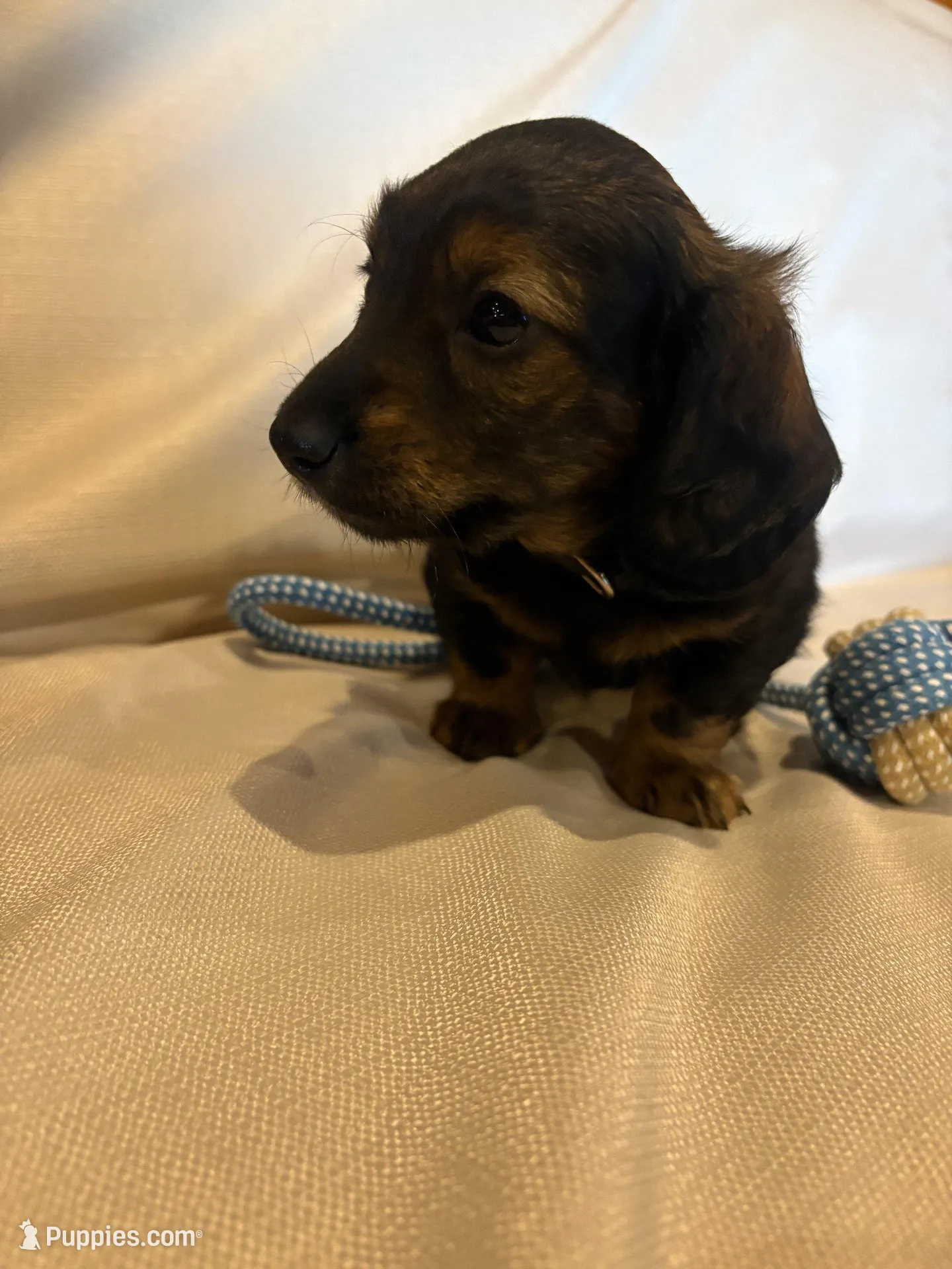 AKC Mr. Black (collar color), a male Miniature Dachshund for sale in Buchanan, GA – Photo 3 of 5