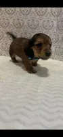 AKC Mr. Light Blue, a male Miniature Dachshund for sale in Buchanan, GA – 3 of 6