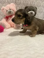 AKC Miss Hot Pink, a female Miniature Dachshund for sale in Buchanan, GA – 3 of 6