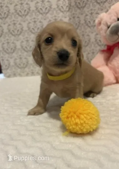 AKC Miss Yellow – Miniature Dachshund puppy for sale in Buchanan, GA