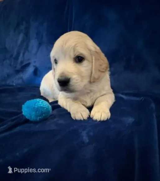AKC Mr. Blue – Golden Retriever puppy for sale in Buchanan, GA