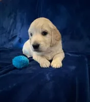 AKC Mr. Blue, a male Golden Retriever for sale in Buchanan, GA – 3 of 5