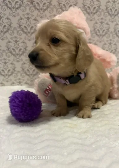 AKC Miss Lavender – Miniature Dachshund puppy for sale in Buchanan, GA