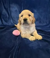 AKC Miss Pink, a female Golden Retriever for sale in Buchanan, GA – 1 of 5