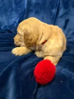 AKC Mr. Red, a male Golden Retriever for sale in Buchanan, GA – 3 of 5