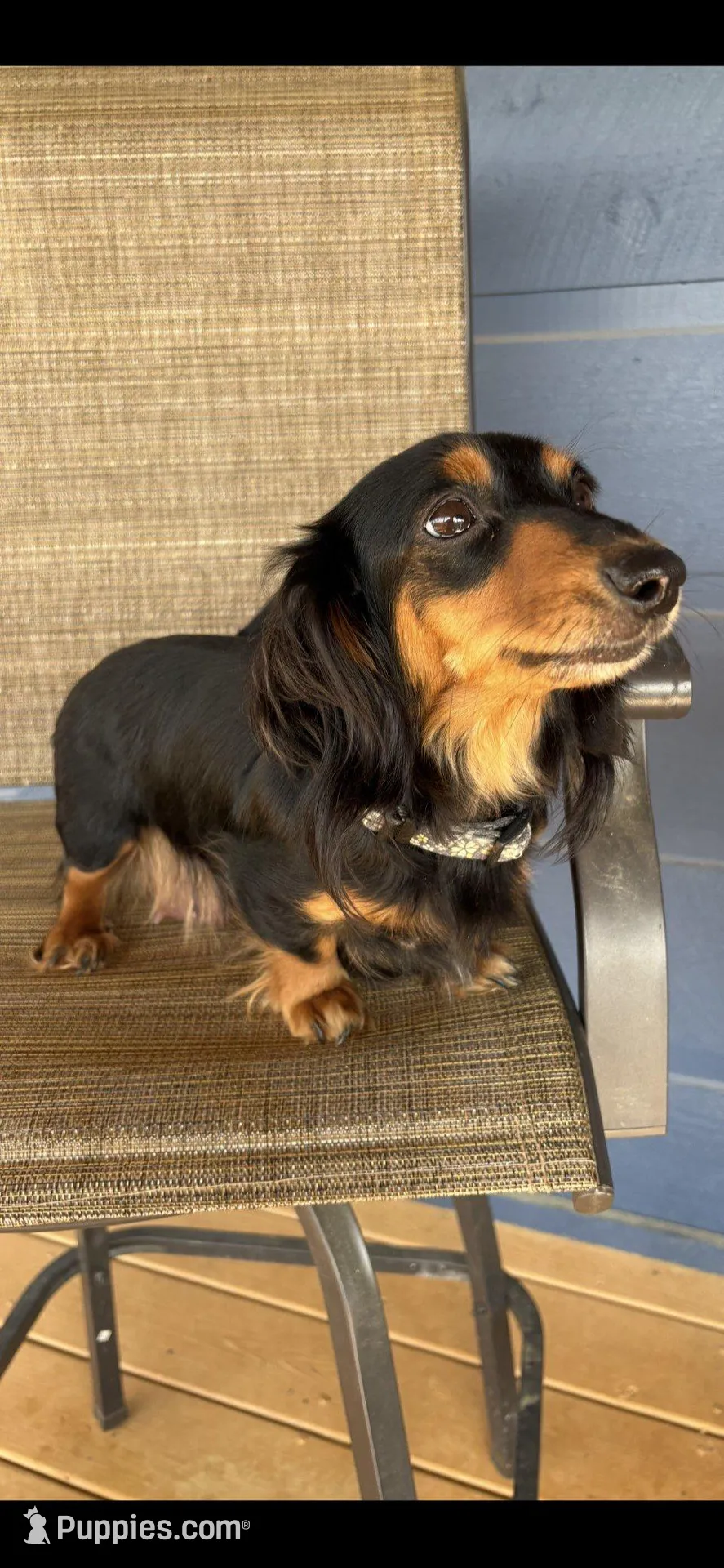 AKC Miss Yellow, a female Miniature Dachshund for sale in Buchanan, GA – Photo 4 of 5