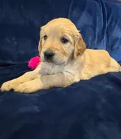 AKC Miss Pink, a female Golden Retriever for sale in Buchanan, GA – 3 of 5