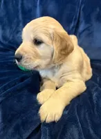 AKC Mr. Green, a male Golden Retriever for sale in Buchanan, GA – 1 of 5
