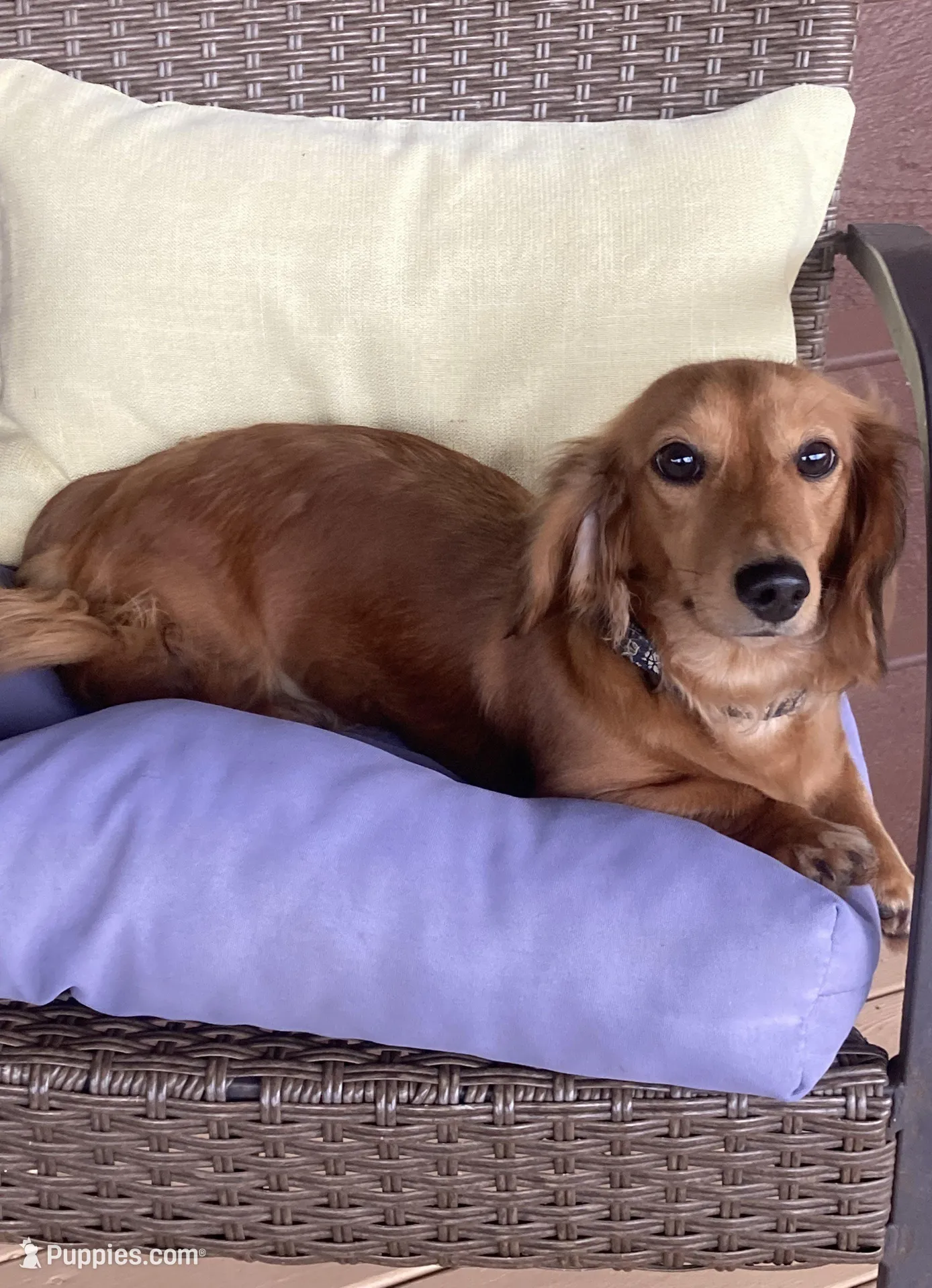 Easter Pup! - AKC Mr. Blue, a male Miniature Dachshund for sale in Buchanan, GA – Photo 5 of 6