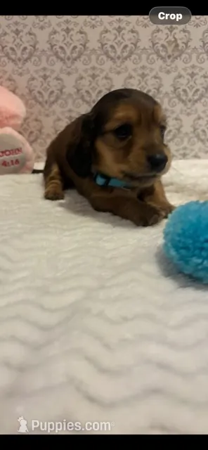 AKC Mr. Light Blue – Miniature Dachshund puppy for sale in Buchanan, GA