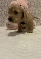 AKC Miss Light Pink, a female Miniature Dachshund for sale in Buchanan, GA – 2 of 6