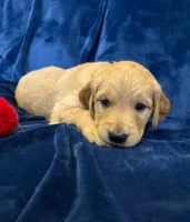 AKC Mr. Red, a male Golden Retriever for sale in Buchanan, GA – 2 of 5