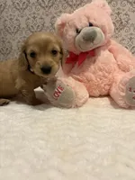 AKC Miss Light Pink, a female Miniature Dachshund for sale in Buchanan, GA – 3 of 6