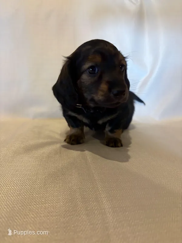 AKC Mr. Black (collar color), a male Miniature Dachshund for sale in Buchanan, GA – Photo 1 of 5