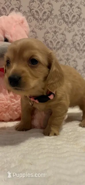 AKC Miss Light Pink – Miniature Dachshund puppy for sale in Buchanan, GA
