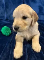 AKC Mr. Green, a male Golden Retriever for sale in Buchanan, GA – 2 of 5