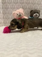 AKC Miss Hot Pink, a female Miniature Dachshund for sale in Buchanan, GA – 2 of 6