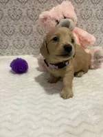 AKC Miss Lavender, a female Miniature Dachshund for sale in Buchanan, GA – 2 of 6