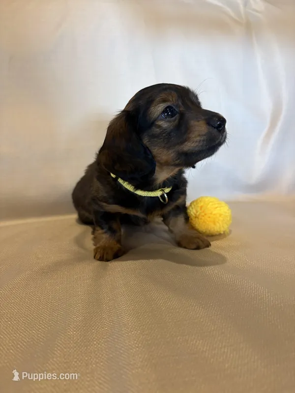 AKC Shaded Cream/Red Female – Miniature Dachshund puppy for sale in Buchanan, GA
