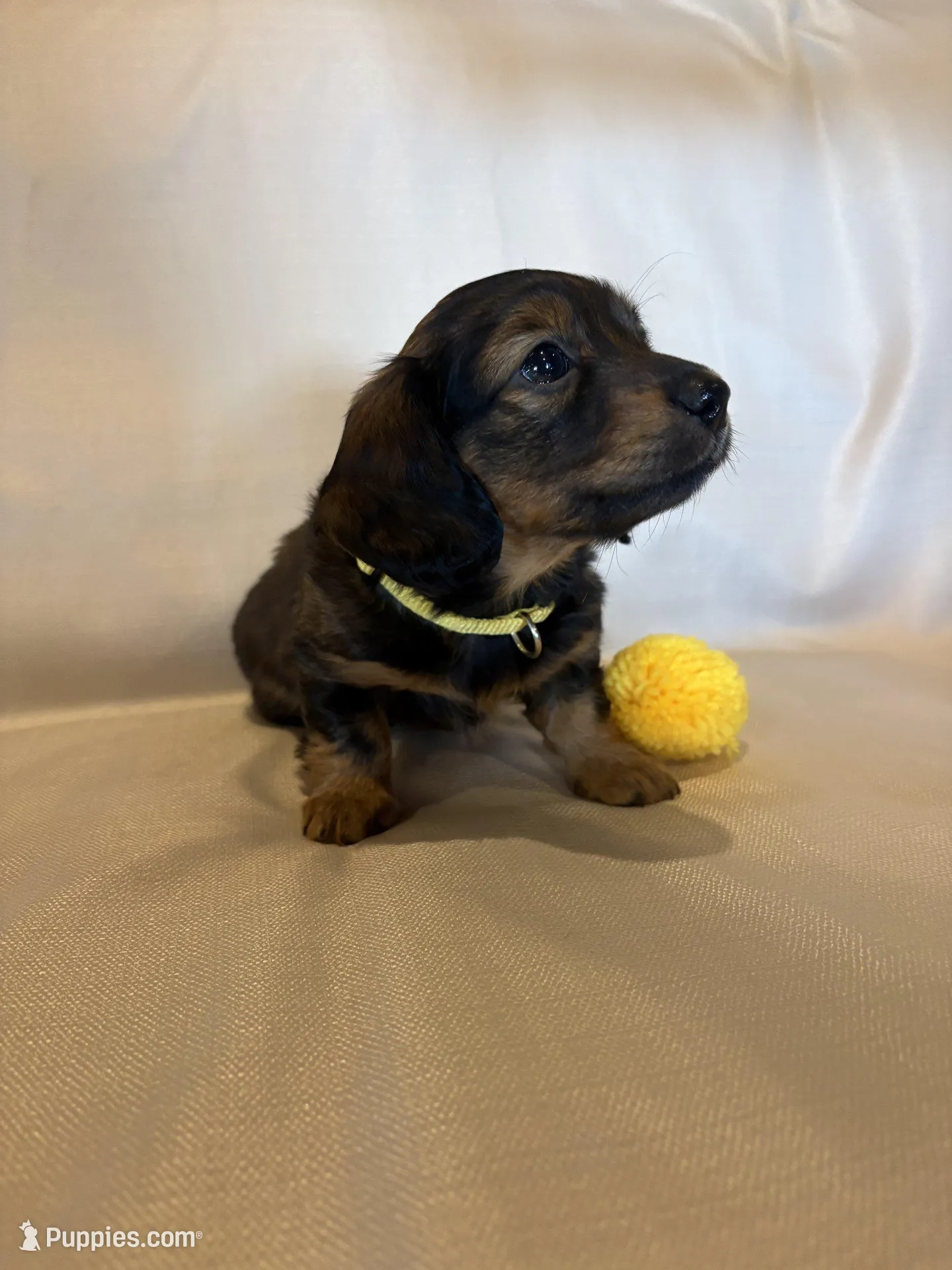 AKC Miss Yellow, a female Miniature Dachshund for sale in Buchanan, GA – Photo 3 of 5