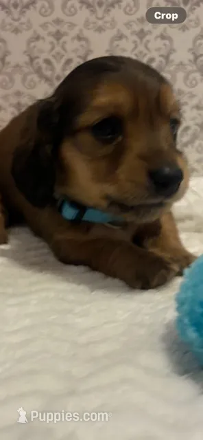 AKCMr. Light Blue – Miniature Dachshund puppy for sale in Buchanan, GA