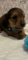 AKC Mr. Light Blue, a male Miniature Dachshund for sale in Buchanan, GA – 2 of 6