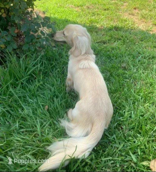 AKC Miss Pink, a female Miniature Dachshund for sale in Buchanan, GA – Photo 5 of 5