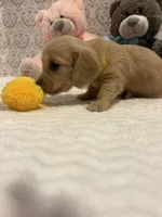 AKC Miss Yellow, a female Miniature Dachshund for sale in Buchanan, GA – 3 of 6