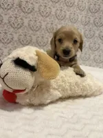 AKC Miss Lavender, a female Miniature Dachshund for sale in Buchanan, GA – 3 of 6