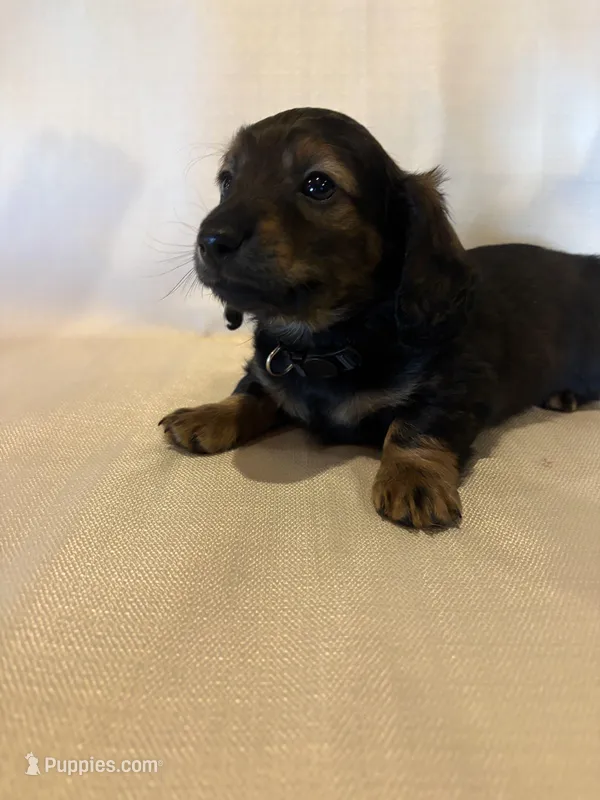 AKC Shaded Red Male – Miniature Dachshund puppy for sale in Buchanan, GA