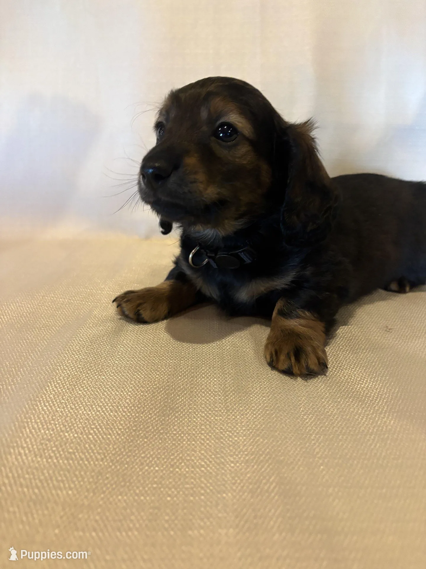 AKC Mr. Black (collar color), a male Miniature Dachshund for sale in Buchanan, GA – Photo 2 of 5