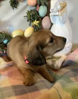 AKC Miss Pink, a female Miniature Dachshund for sale in Buchanan, GA – Photo 1 of 5