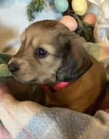 AKC Miss Pink, a female Miniature Dachshund for sale in Buchanan, GA – Photo 3 of 5