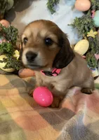 AKC Miss Pink, a female Miniature Dachshund for sale in Buchanan, GA – Photo 2 of 5